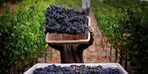 Cyprus wine